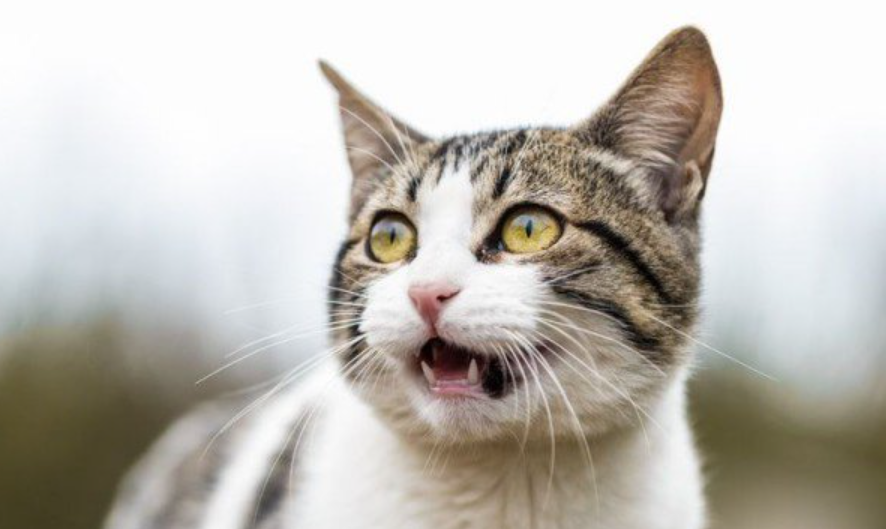 Kenapa Kucing Bersuara Mirip Kicauan Burung? Bukan karena Sakit, Ternyata Ini Lho Alasannya