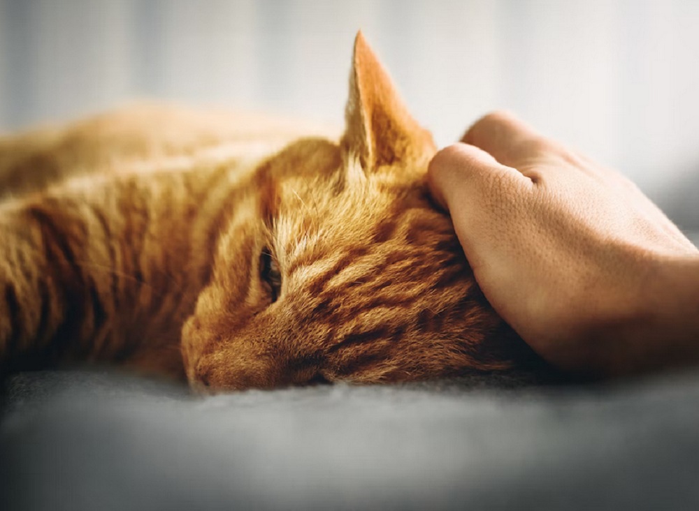 5 Tanda Kucing Sedih Yang Butuh Perhatian Lebih Darimu! Yuk Peka