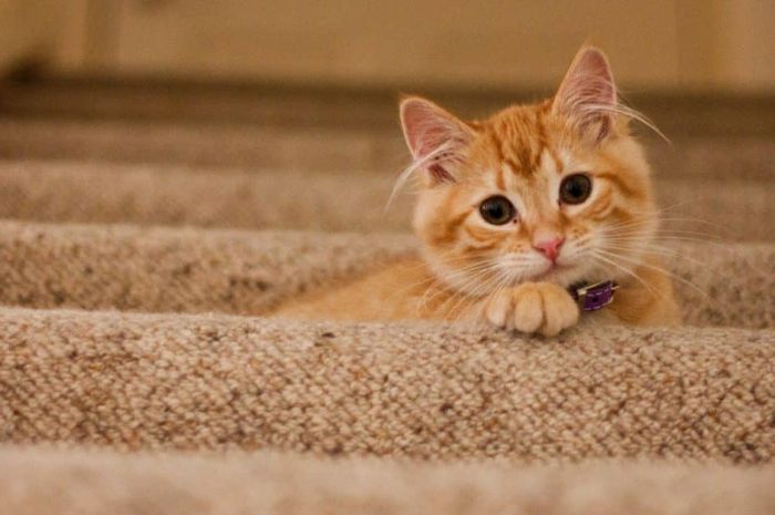 5 Keunikan Kucing yang Jarang Diketahui, Benarkah Bisa Bikin Pemiliknya Tetap Sehat? Yuk Simak Di sini!