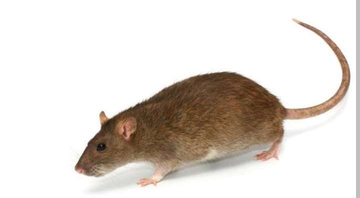 Peneliti Ungkapkan: 5 Cara Mengusir Tikus di Rumah, Katanya Ampuh Bikin Tikus Takut dan Lari