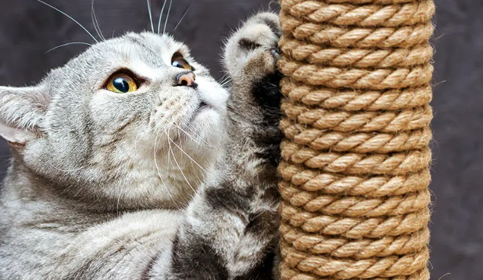 No.1 Sering Diabaikan! Ini 6 Cara Mengatasi Kucing yang Suka Mencakar Furniture Rumah