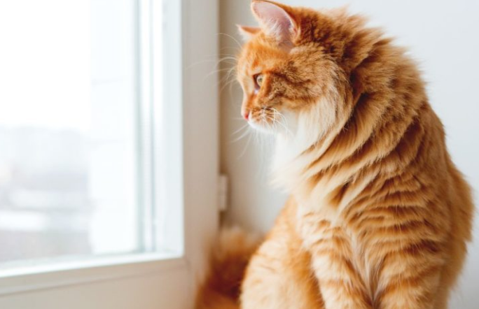 Mana yang Lebih Bagus? Memelihara Kucing Indoor atau Kucing Outdoor, Apa Keuntungan dan Kelemahannya?