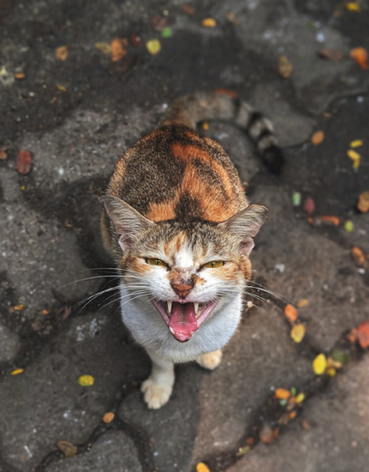 4 Hal Yang Tidak Disukai Kucing Saat di Rumah, Pemilik Kucing Wajib Peka!