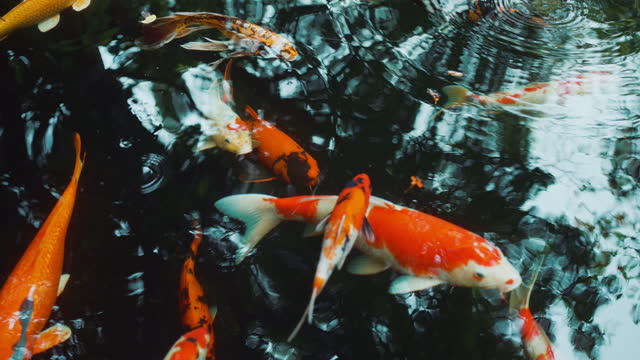 Bukan Cuma Ikan Koi, Inilah 6 Jenis Hewan Peliharaan Pembawa Keberuntungan, Apa Saja?