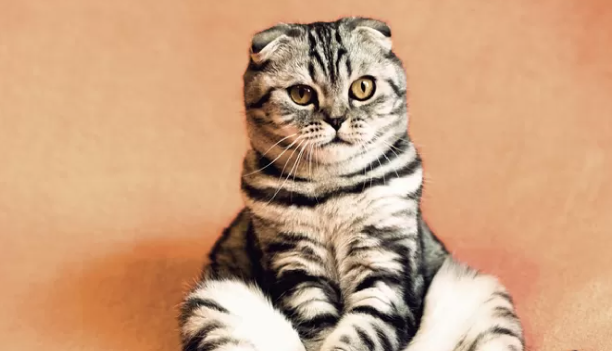 Kucing Pembawa Rezeki Berwarna Apa? Berikut 5 Warna Bulu Anabul yang Dianggap Bawa Hoki ke Pemiliknya