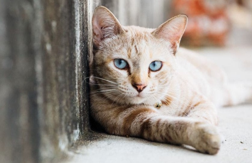 Kenapa Kucing Liar Datang ke Rumah Setiap Hari? Ternyata ini 3 Penyebabnya