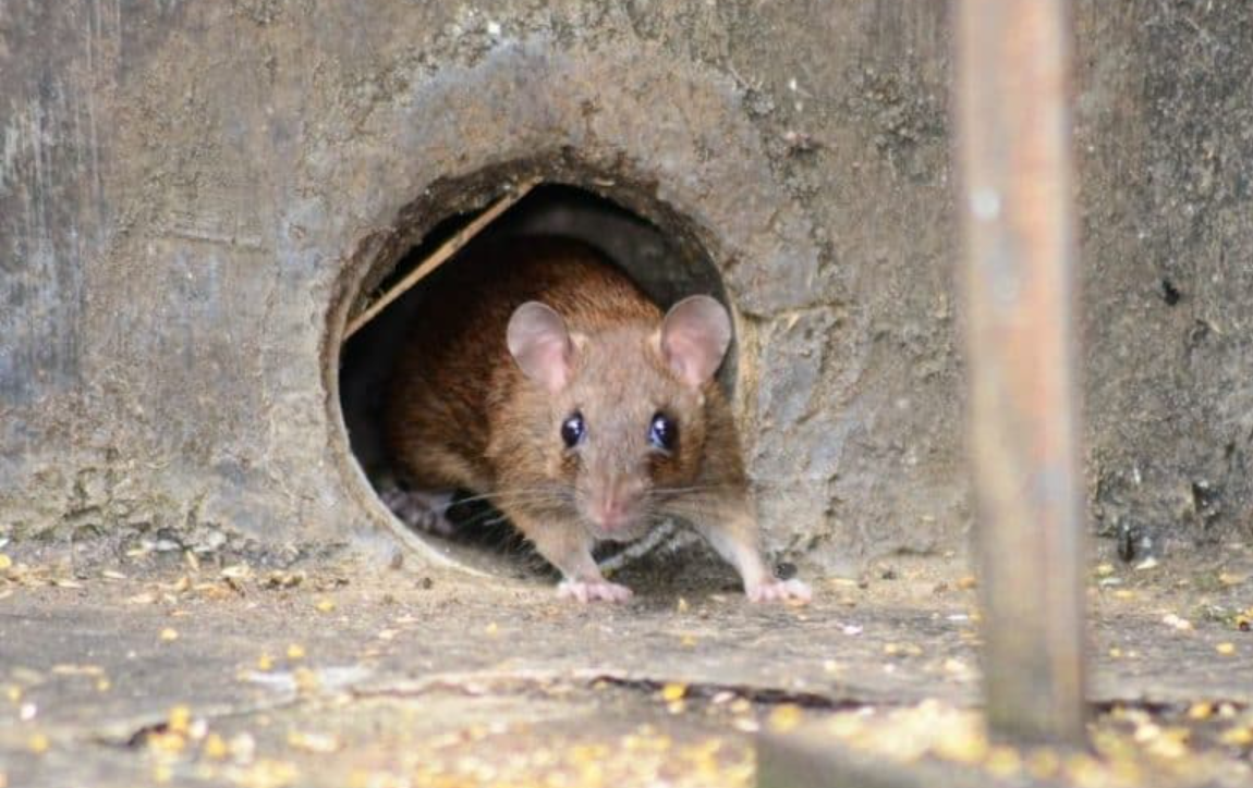 Ini Lho Dampak Menghirup Bau Bangkai Tikus pada Kesehatan, Cari Tahu 4 Cara Menghilangkan Baunya
