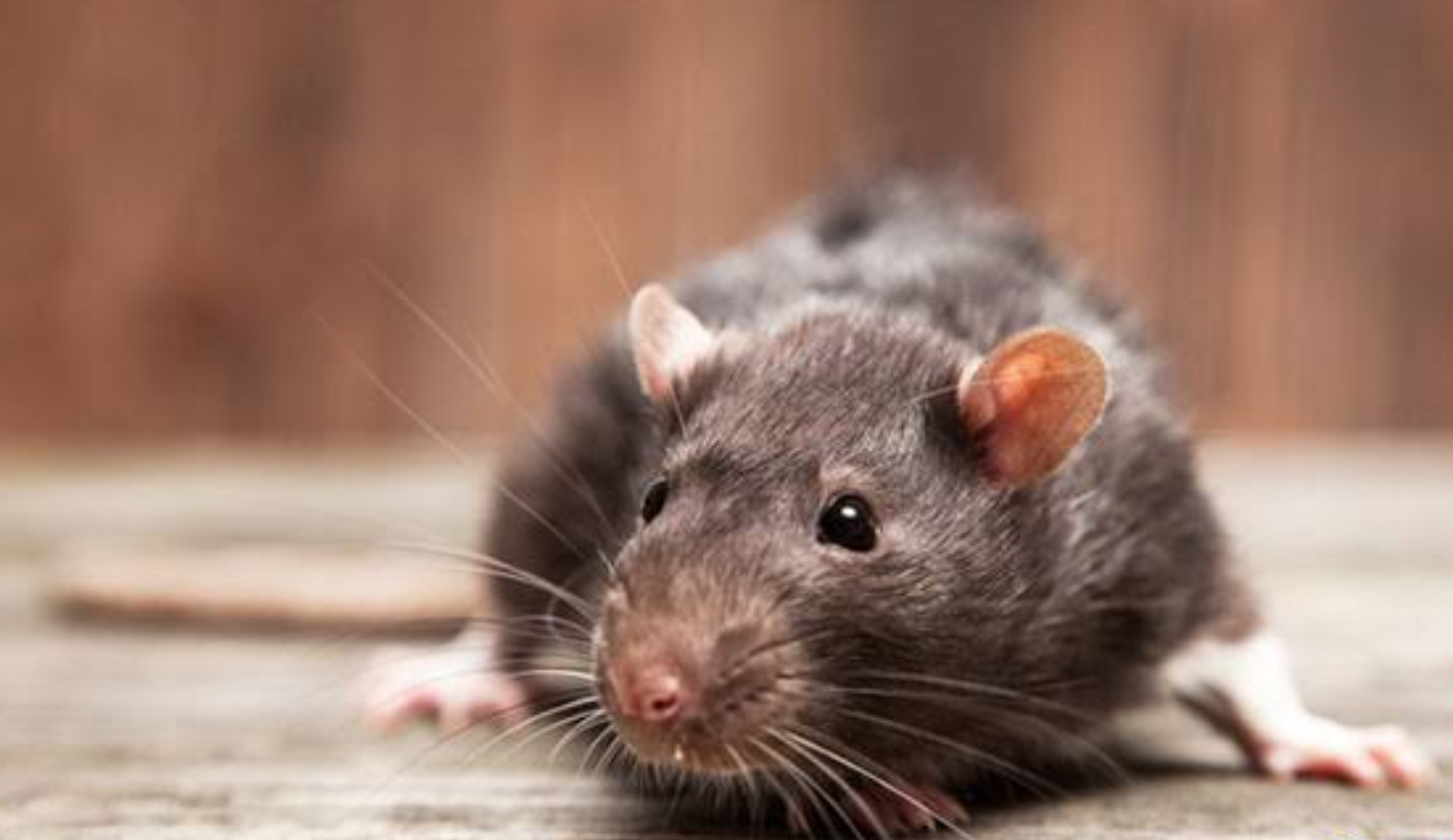 Hasil Penelitian, Ternyata Minyak Kayu Putih Ampuh untuk Usir Tikus dan Cegah Kabel Listrik Digerogoti