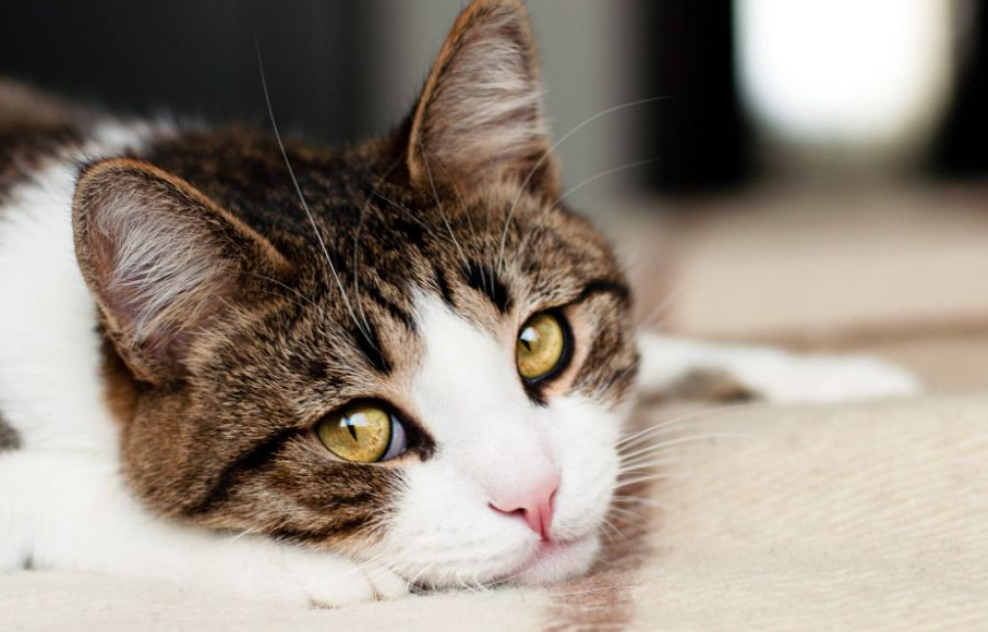 Ini 4 Hal yang Membuat Kucing Sedih Beserta Tandanya, yang Jarang Diketahui Pemilik Kucing!