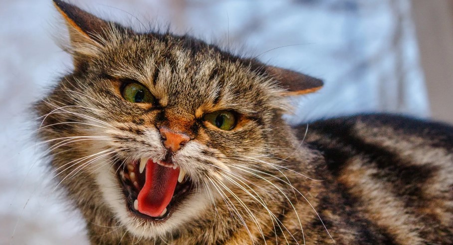 Kenapa Kucing Membentak Ketika Dielus? Berikut 5 Alasan yang Mungkin Sering Kamu Abaikan!