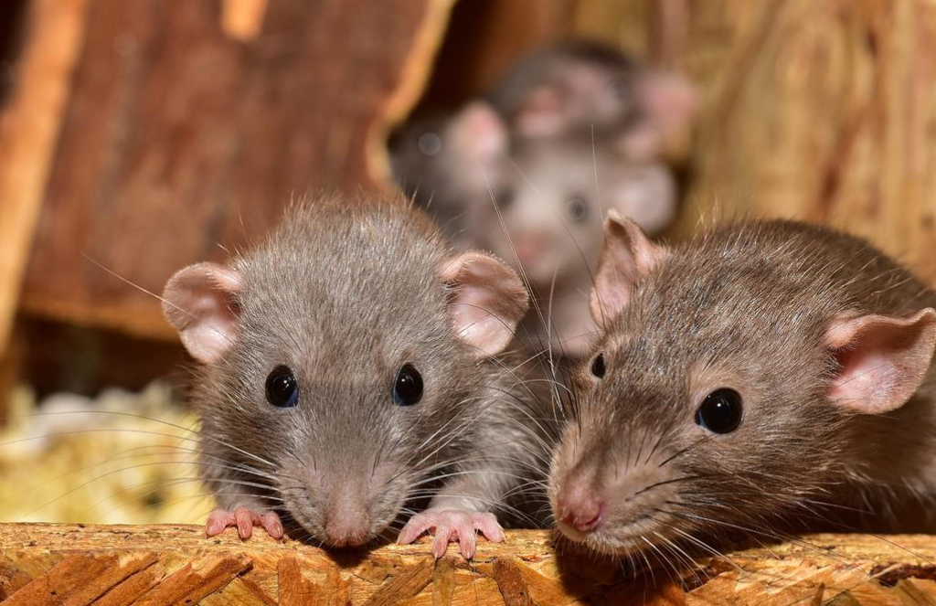 Kecil Lincah dan Bermata Sipit, Begini 8 Cara Mengusir Tikus Curut dari Rumah Cuma Pakai Bahan Alami