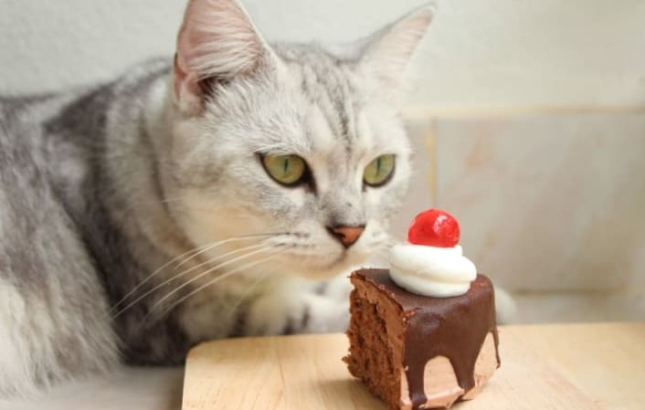 Hati-hati! Ini 3 Bahaya Kucing Mengkonsumsi Coklat yang Perlu Kamu Tau!