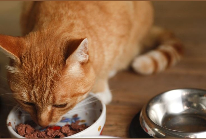 Kapan Waktu yang Tepat Memberi Makan Kucing? 