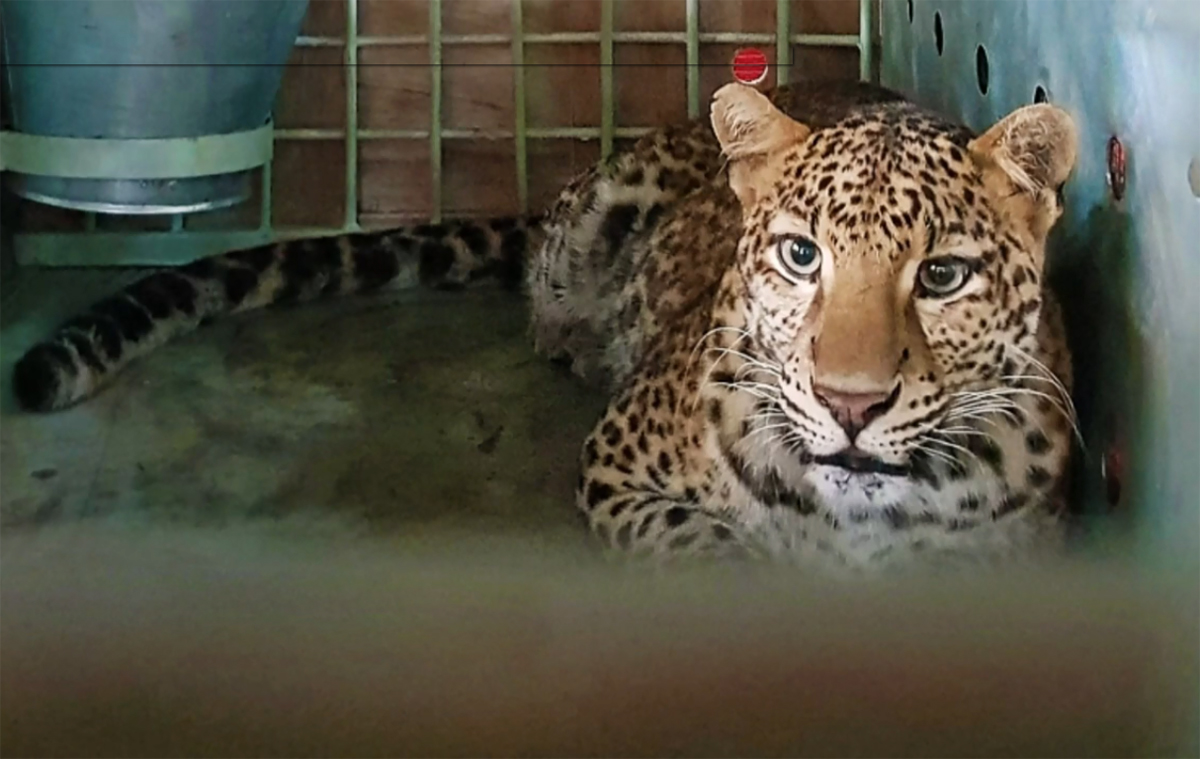 Bukan Harimau Jawa, Ini Raja Hutan Baru Gunung Ciremai, Didatangkan dari Subang dan Garut