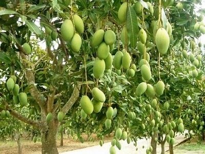 Ingin Memiliki Pohon Mangga Rimbun Buah, Lakukanlah Tips Berikut!