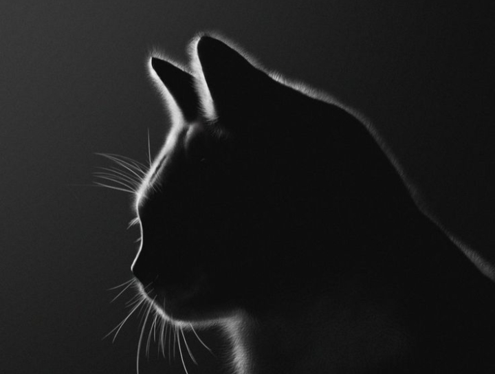 Inilah 5 Kucing Pembawa Sial: Fakta atau Fiksi? Cek Kebenarannya di Sini!