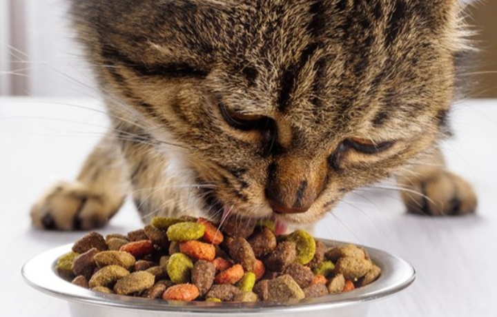 Tak Perlu Repot, Cobalah Resep Makanan Kucing Sederhana dari Nasi dan Tempe ini! 