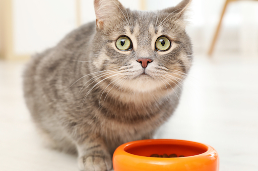 Praktis Banget! Berikut 3 Cara Mengusir Semut dari Makanan Kucing dengan Mudah