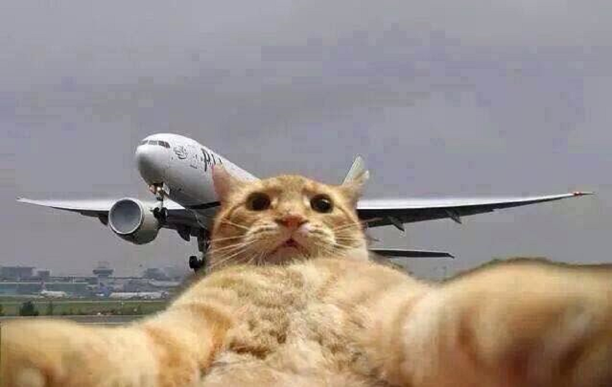 Ingin Tau Cara Pergi Mudik Menggunakan Pesawat Sambil Bawa Kucing? Berikut Syarat dan Ketentuannya