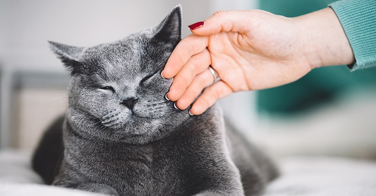 Kenapa Kucing Menggigit Kita? Oh Ternyata, Bukan Niat Jahat tapi Inilah 5 Alasan Kucing Suka Menggigit Kita!