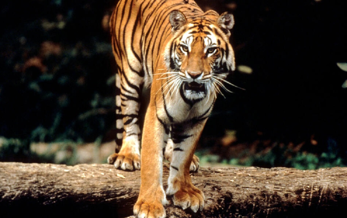 Harimau Sunda Terakhir di Pulau Sumatera di Tengah Konflik Tak Berkesudahan dengan Manusia