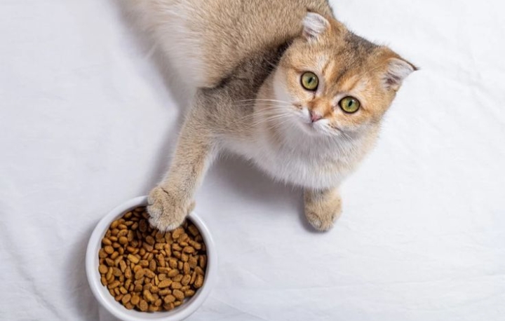 Kapan Anda Boleh Memberi Makanan Kering pada Kucing? Berikut Penjelasannya 