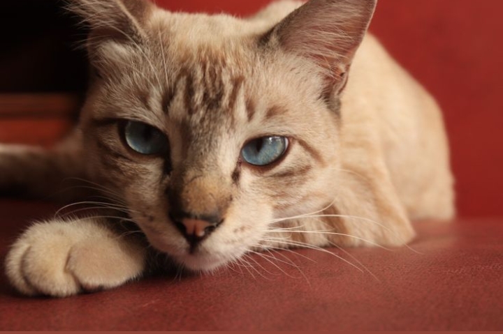 Gak Perlu Takut Lecet, Inilah Cara Membersihkan Telinga Kucing dengan Benar dan Aman