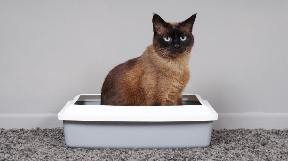 5 Cara Ampuh atasi Bau Kotoran Kucing di Tanah Litter Box, Pastikan No. 1 Dilakukan agar Tidak Menyebabkan Bau