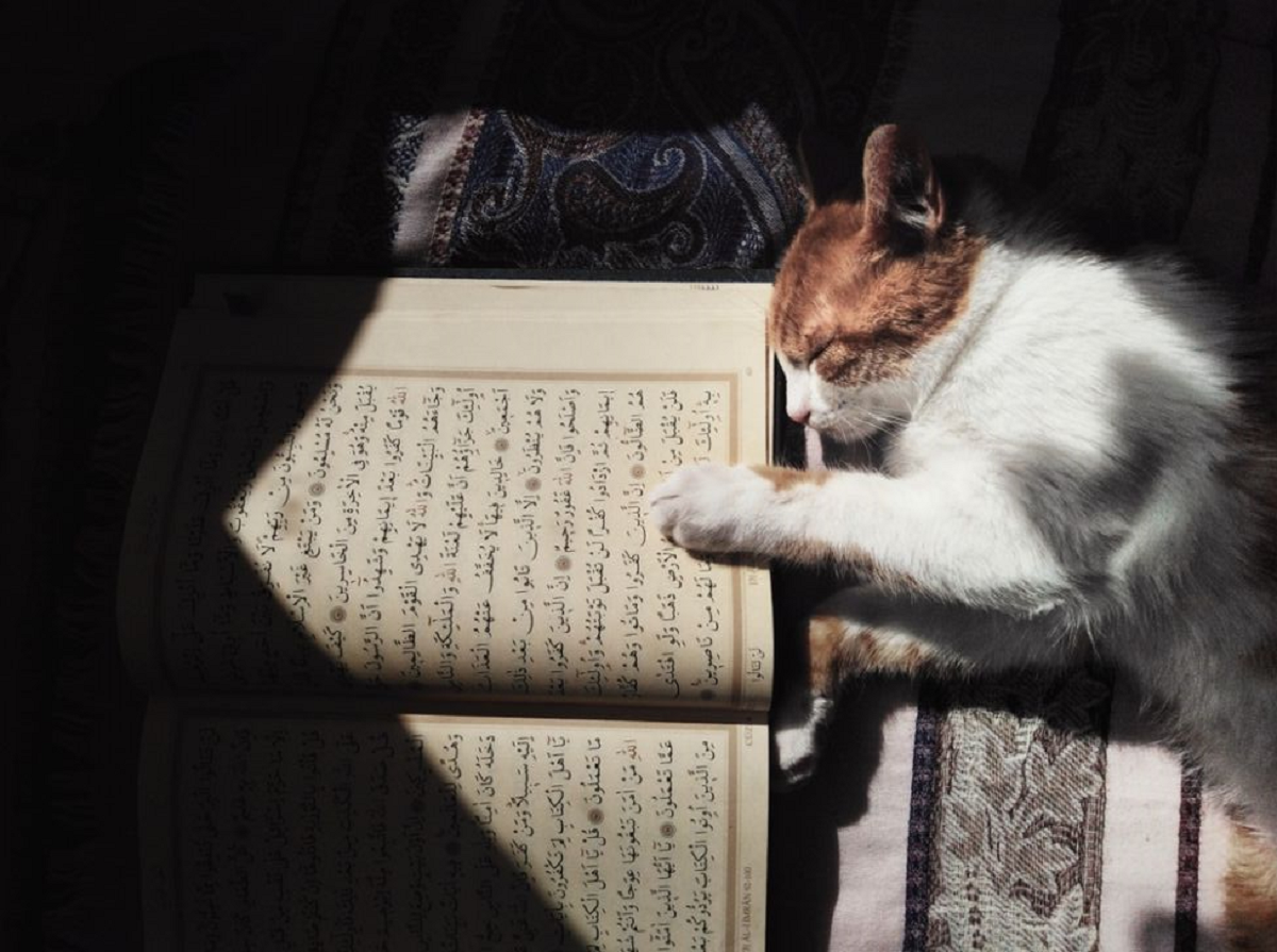 Bukan Cuman Kucing, Ternyata Nabi Muhammad SAW juga Sangat Mencintai Hewan-Hewan Ini