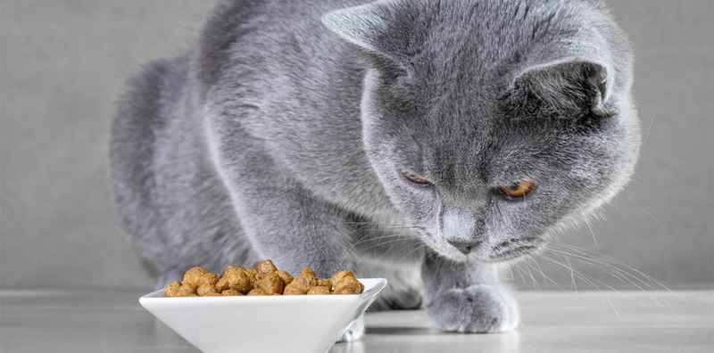 Anabul Mogok Makan? Berikut 5 Tips Mengatasi Kucing yang Tidak Mau Makan, Cat Lovers Wajib Simak!