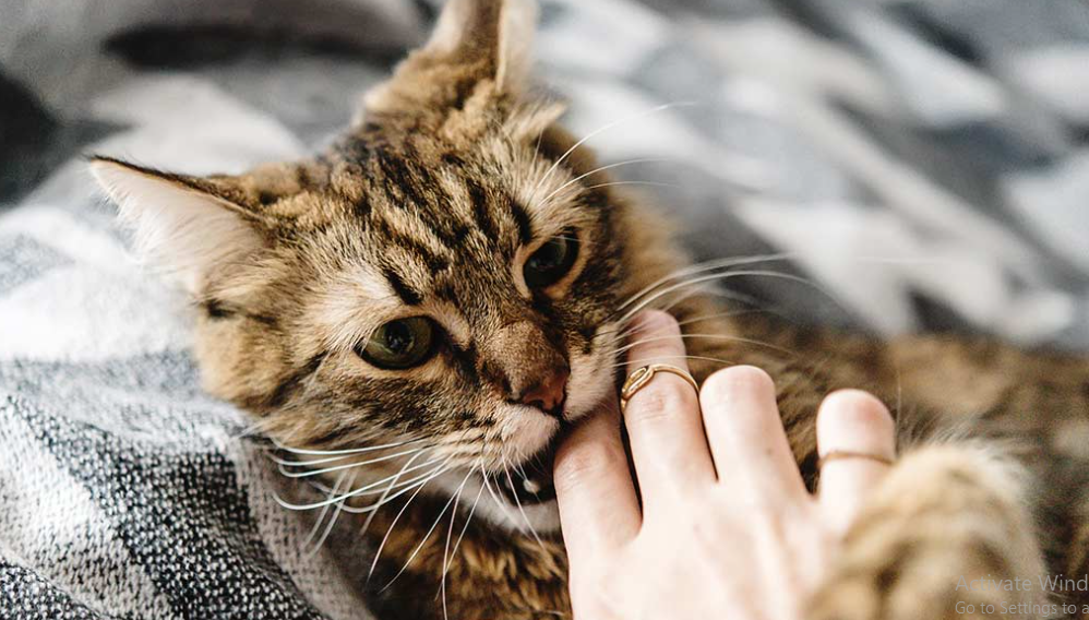 Kenapa Kucing Suka Menggigit Jari Kita? Ini 4 Alasan dan Cara Mengatasi Perilaku Ini