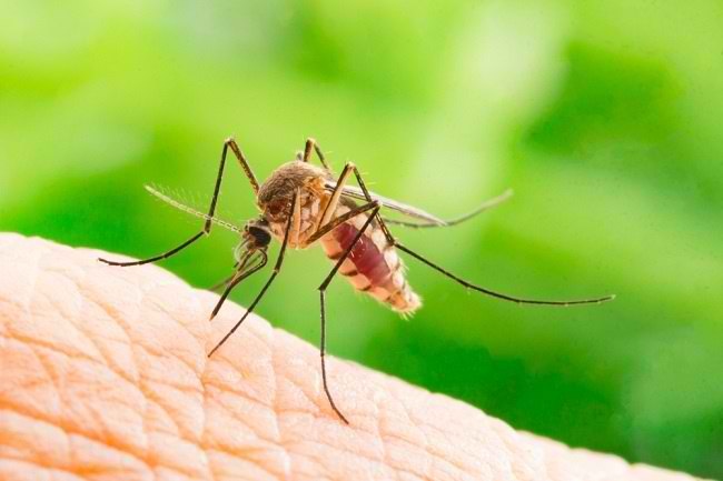 Pastikan Tidak Tergigit Nyamuk Aedes Aegypti, Lakukan 3 Perlindungan Diri dengan Cara Mudah dan Alami