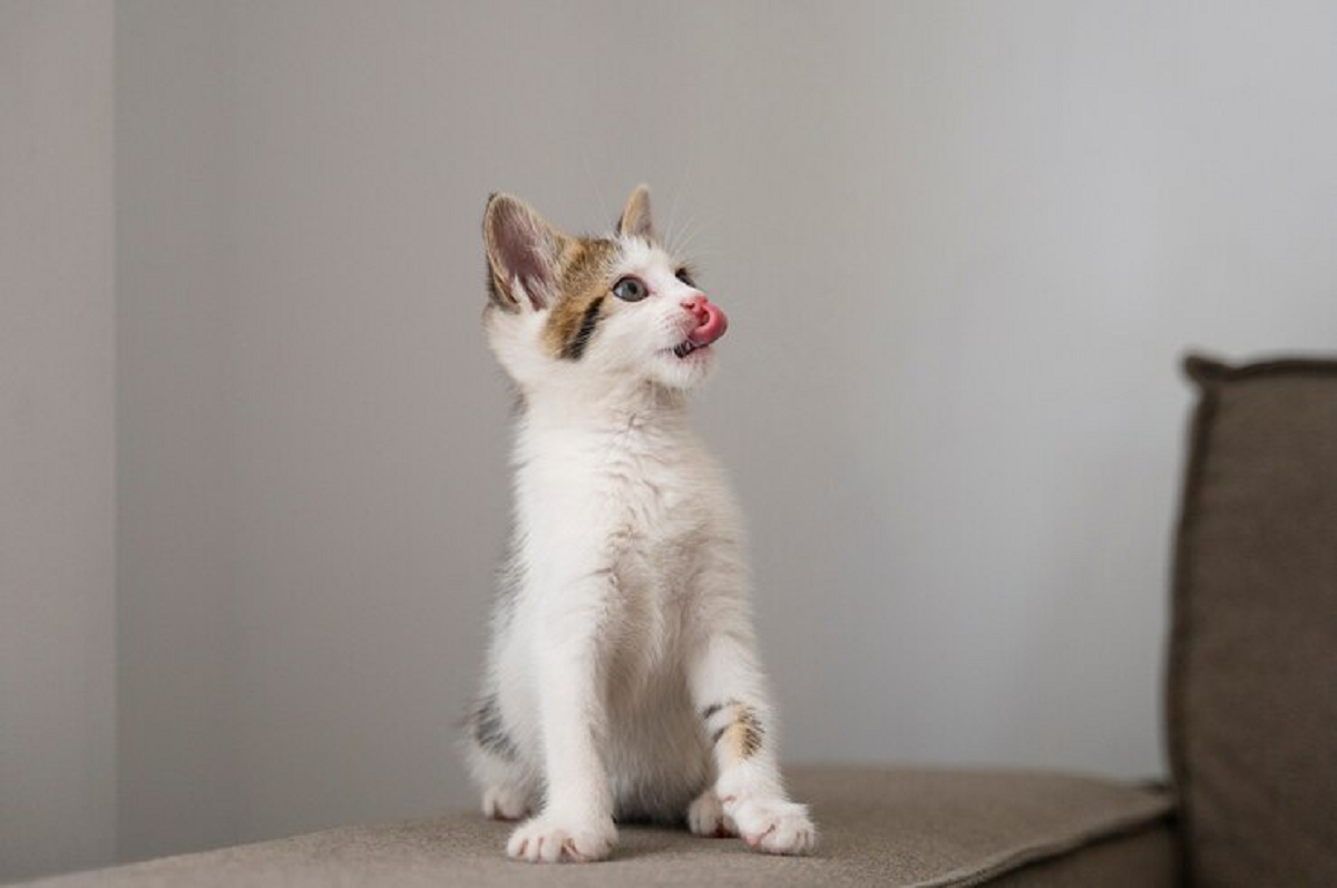 Jangan Sembarangan Memberi Makan! Ini Rekomendasi Makanan Kucing Kecil Yang Harus Kamu Coba!