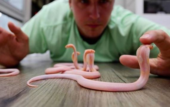 Mengungkap 6 Misteri Bayi Ular Kobra! Fakta Menarik Yang Jarang Diketahui