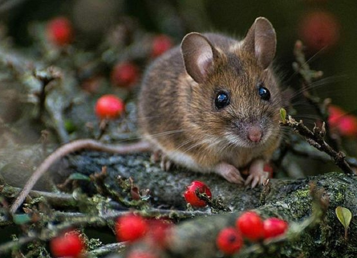 Cukup Gunakan Bawang Putih Untuk Usir Tikus, Berikut 4 Cara Menggunakan Bawang Putih Untuk Mengusir Tikus