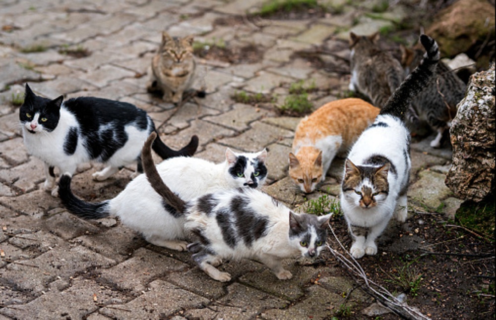 Pertanda Baik Kucing Liar Datang Ke Rumah Menurut Islam, Ladang Pahala dan Kebaikan!