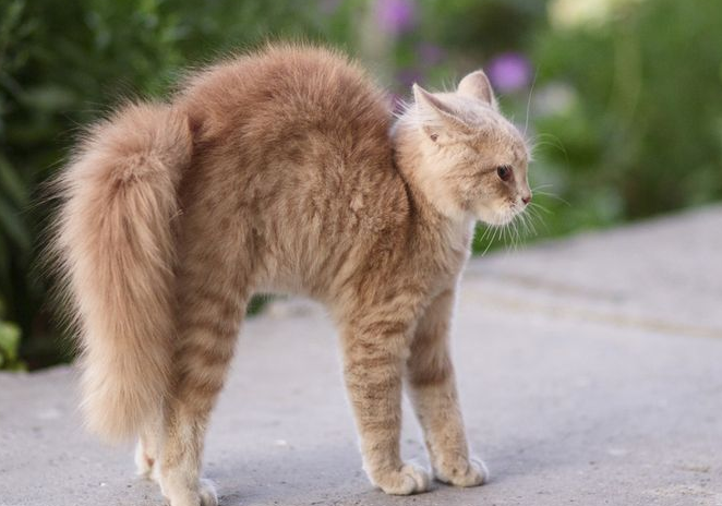 Ternyata Inilah 3 Alasan Kenapa Ekor Kucing Bengkok, Bukan karena Kecelakaan Doang