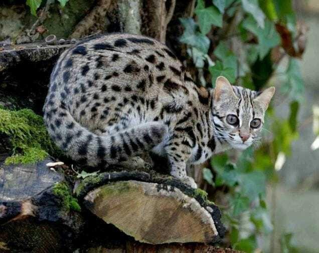 Mengenal 6 Jenis Kucing Hutan Jawa yang Terancam Punah, Punya Corak Bulu Menarik Mirip Macan Tutul