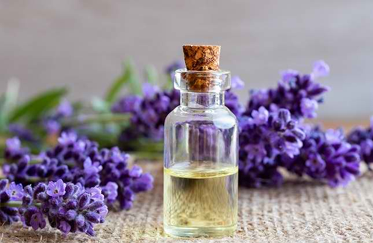 Rekomendasi Tanaman Hias dengan Aroma Harum sebagai Pengharum Ruangan Alami