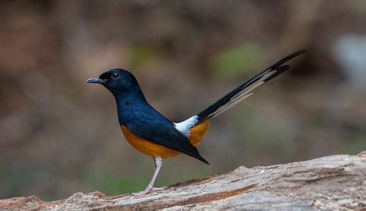 Benarkah Burung Murai Batu Pembawa Malapetaka? Agar Tidak Salah Paham, Simak Penjelasannya di sini! 