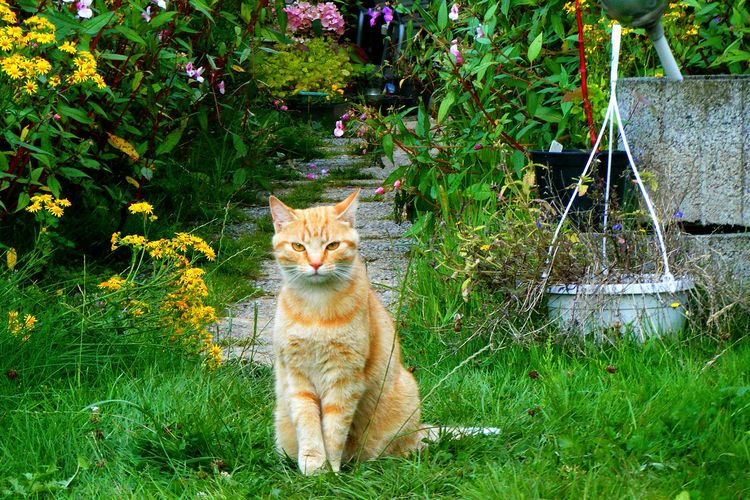 Cara Jitu Mengusir Kucing Kampung yang Suka Berak Sembarangan, Cukup dengan Menanam 5 Jenis Tanaman Ini Lho!