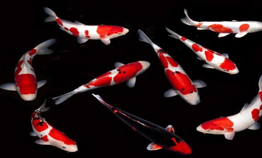 Selain Ikan Koi, Ternyata 5 Hewan Peliharaan Ini Juga Bisa Membawa Keberuntungan, Yuk Simak!