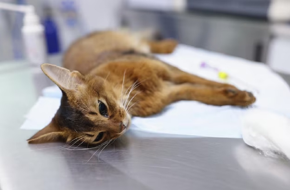 Macam-Macam Penyakit Kucing Kampung Yang Perlu Kita Ketahui Sebelum Memeliharanya