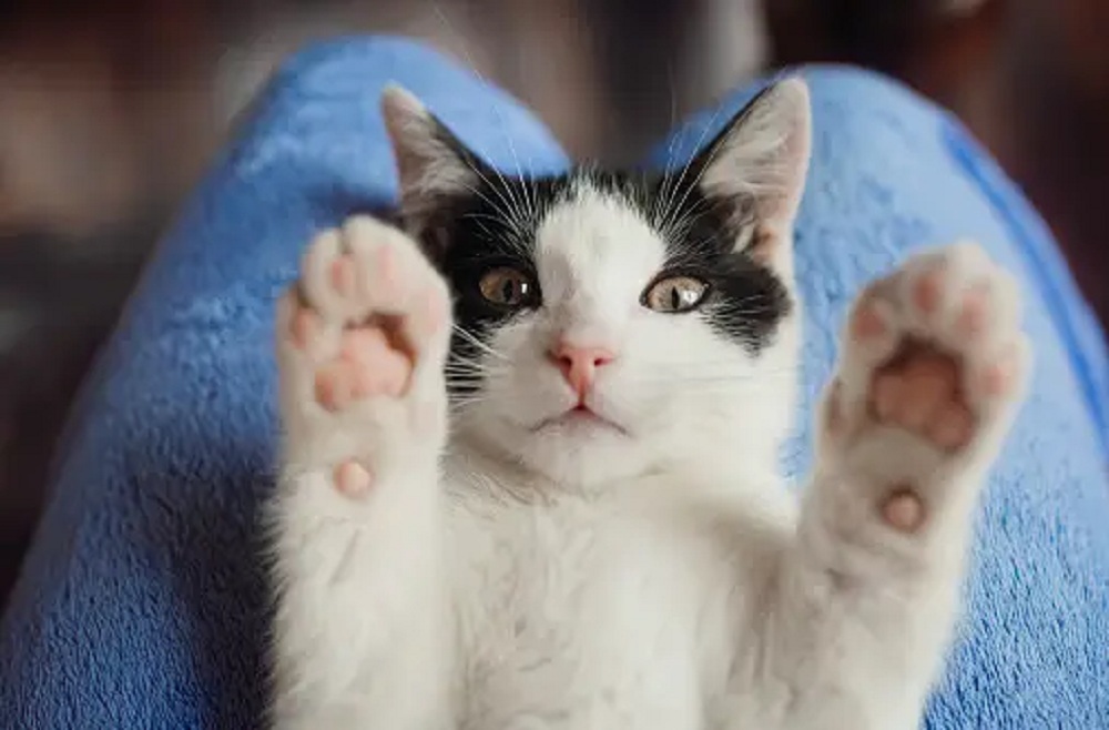 Inilah 7 Tanda Kucing Bahagia Hidup Bersama Kita, Pemilik Anabul Wajib Peka!