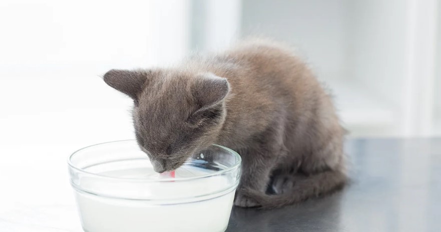 3 Jadwal Makan Anak Kucing atau Kitten, yang Perlu Diikuti di Minggu-minggu Awal!