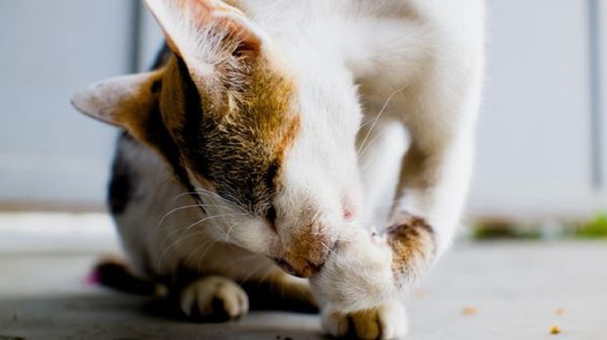 Mengapa Kucing Suka Menjilati Kucing Lain? Ternyata ini 5 Alasannya, Nomor 3 Biar Akrab