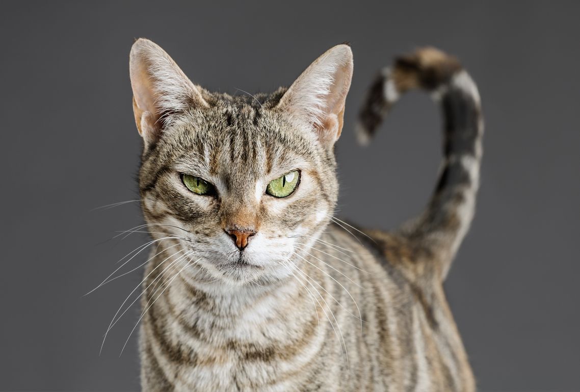 Memahami 6 Arti Gerakan Ekor Kucing Berdasarkan Perasaan dan Situasi yang Dialaminya