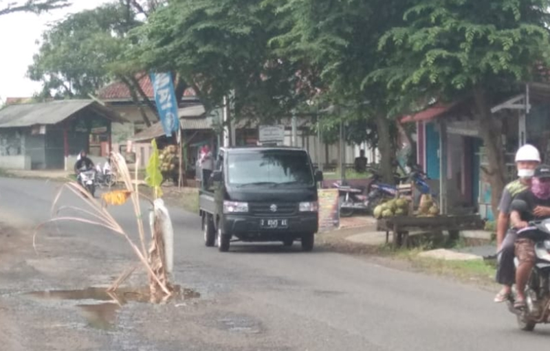 Lama Tidak Diperbaiki, Pohon Pisang 'Tumbuh' di Jalan Lingkar Barat Jatigede