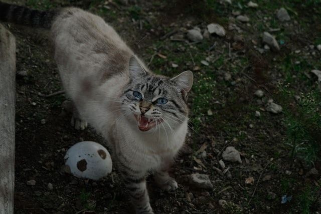 5 Tanda Kucing Kelaparan yang Harus Diberi Makan, Kasihan Kucing Kampung Ini Hidup Liar dengan Rasa Lapar