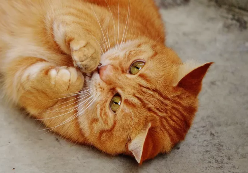 Berikut 5 Obat Alami Bulu Kucing Rontok, Bulu Anabul Jadi Makin Lebat dan Anti Rontok